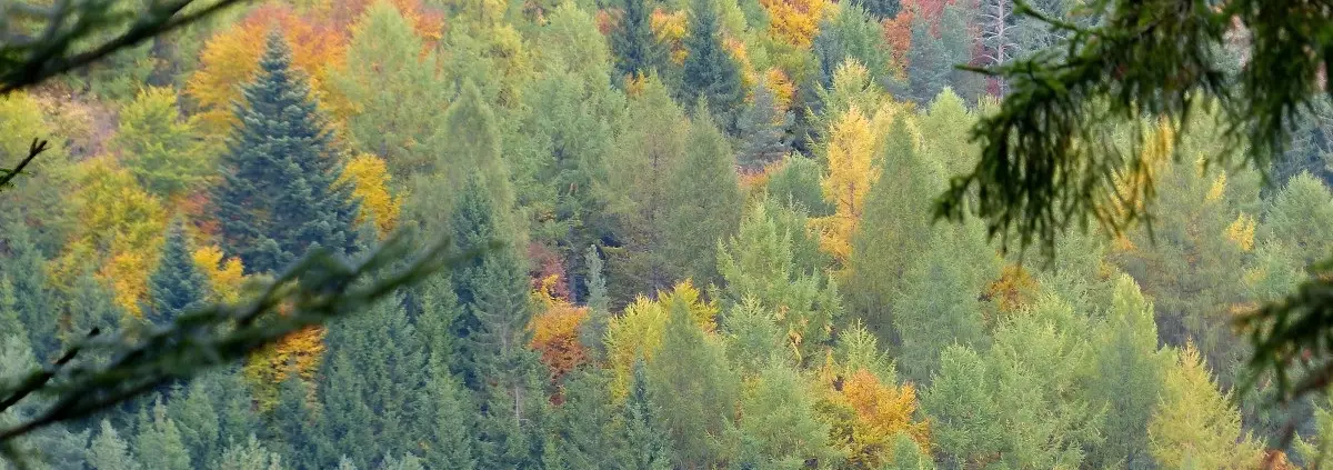 Foto foresta